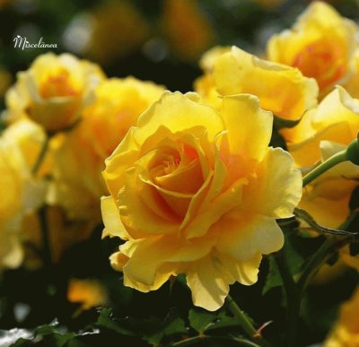 Rosas Amarelas jigsaw puzzle