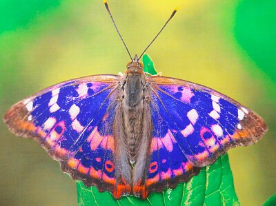 Schmetterling