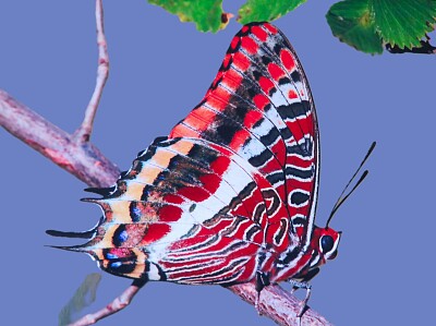 Schmetterling