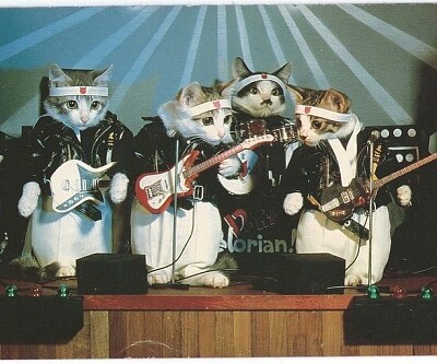 Gatos rockeros