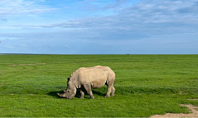 Riniceronte