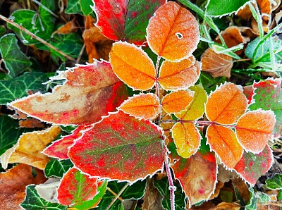 bunte Blätter