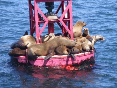 Seals on Bouy-Dana Point jigsaw puzzle