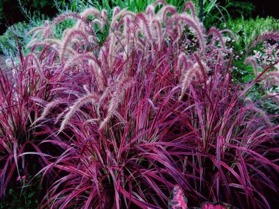 פאזל של Purple Fountain Grass