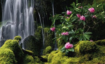 פאזל של Moss Waterfall