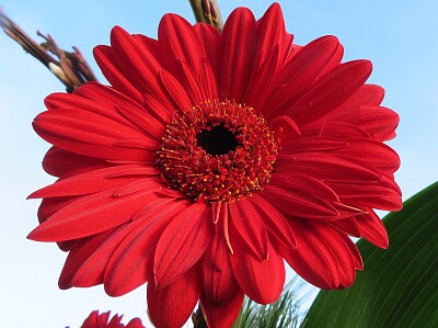 Weihnachten, Christmas