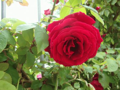 Brigida