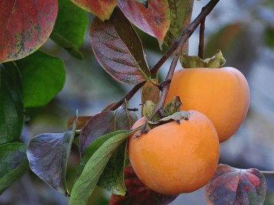 frutas jigsaw puzzle