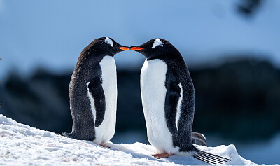 Amor Pinguino