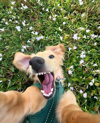 cute selfie Of dog