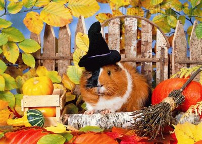 Guinea Pig in Autumn