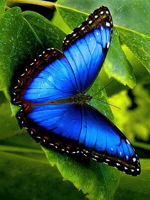 Borboleta Azul