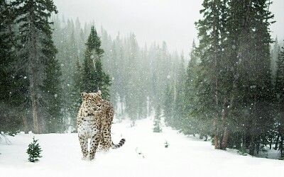 Jaguar en la Nieve