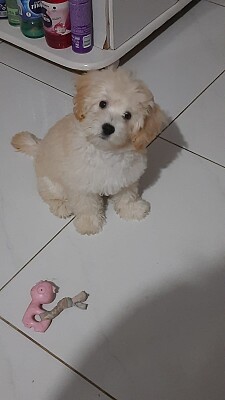 minha propria cachorra