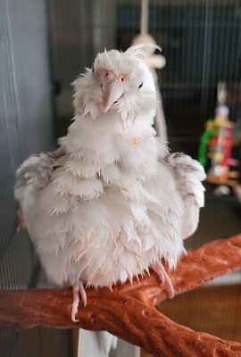 Soggy Angel After Bath