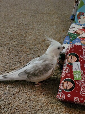 Angel Opening His Gift
