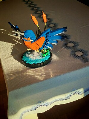 Uccello Martin Pescatore