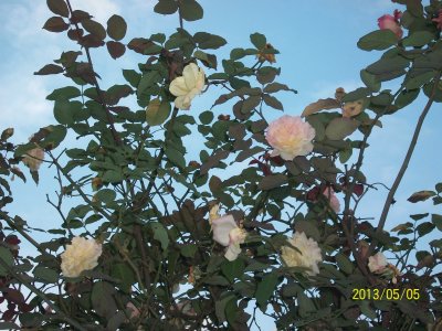 rosas