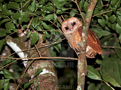Gufo rosso del Madagascar