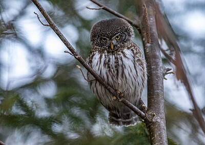 Gufo pigmeo erasiatico