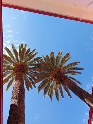 Arboles y cielo azul