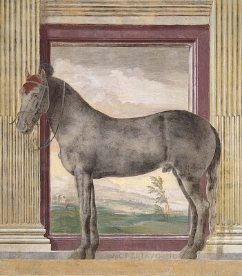 CAVALLO