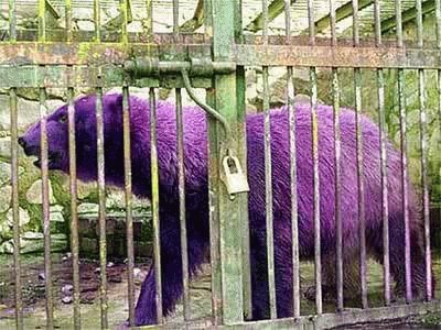 Purple Polar Bear jigsaw puzzle