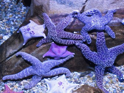 Pretty Purple Starfish