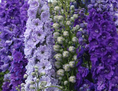 Misty Mauve Delphiniums