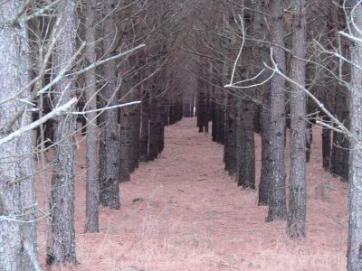 פאזל של Tree Rows