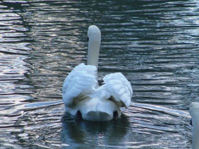 Swan jigsaw puzzle