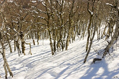 8-Chemin parcouru Foret Irraty fev 26