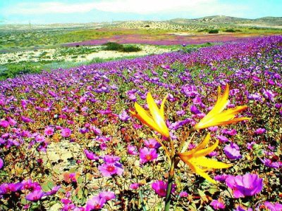 desierto de atacama chile