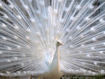 PavÃ£o Branco jigsaw puzzle