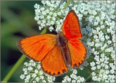 Borboleta e Flores