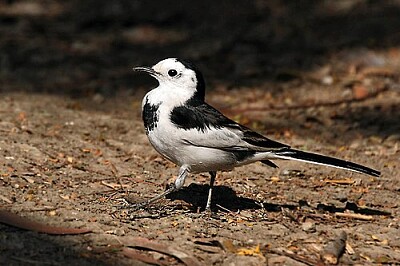 白鶺鴒(白面黑背亞種)