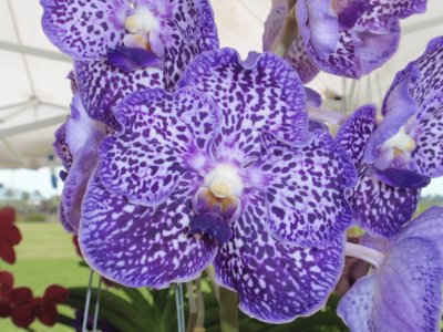 Lovely Purple Orchid