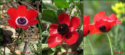 כלנית נורית פרג