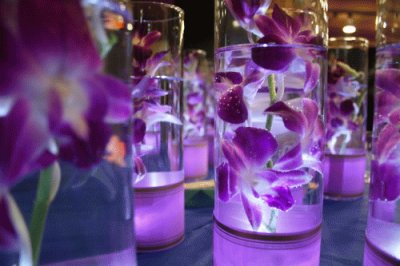Floating Purple Orchids