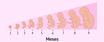 meses del embarazo