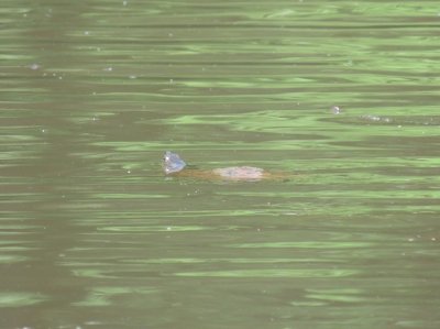 Swimming Turtle