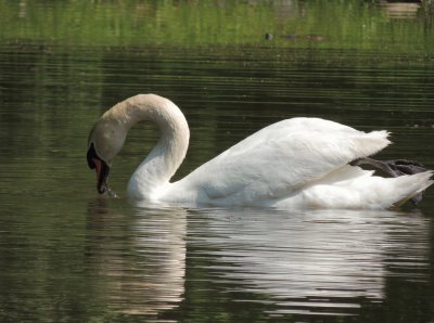 Lovely Swan jigsaw puzzle