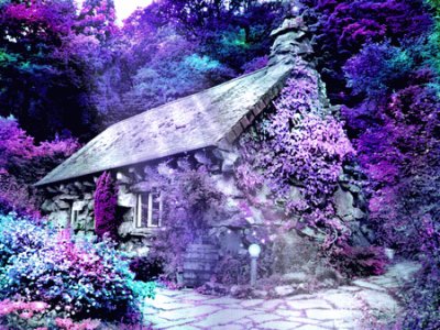 House in Purple Forest