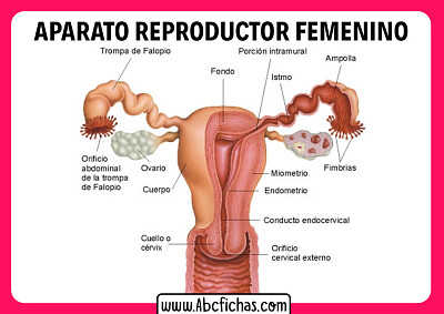 Sistema reproductor