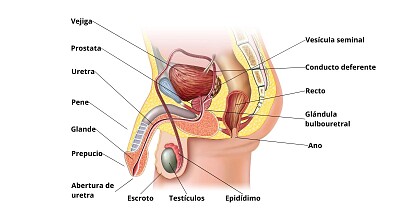 Sistema Reproductor masculino