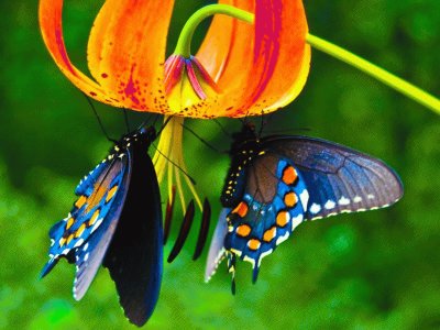 Butterflies/Papillons/Mariposas jigsaw puzzle