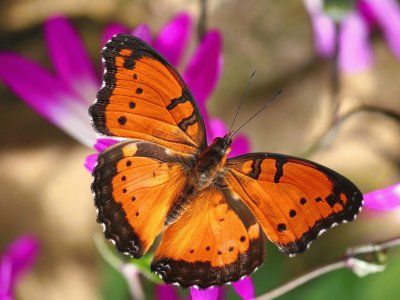 פאזל של Butterfly/Papillon/Mariposa