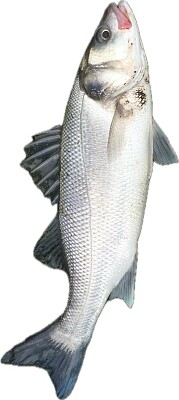 Sea bass