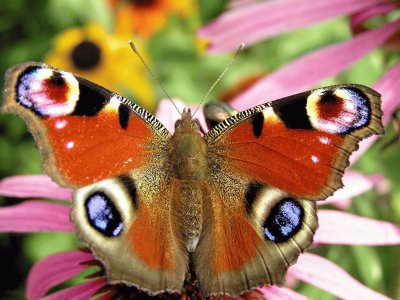 פאזל של Butterfly/Papillon/Mariposa