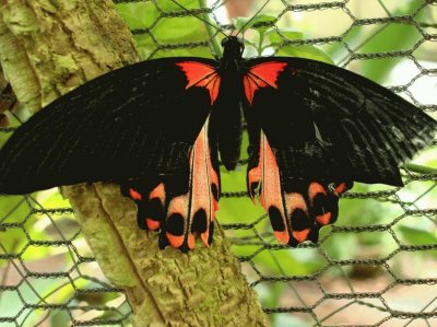 Butterfly/Papillon/Mariposa jigsaw puzzle